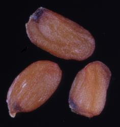 Cardamine alticola. Seeds.
 Image: P.B. Heenan © Landcare Research 2019 CC BY 3.0 NZ